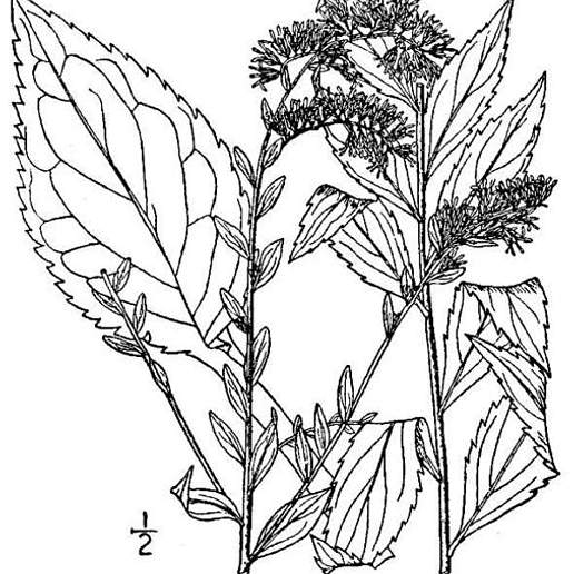 Elmleaf Goldenrod