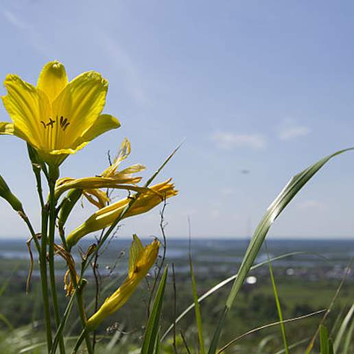 Small Daylily
