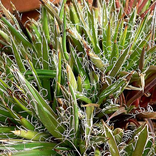 Santa Cruz Striped Agave