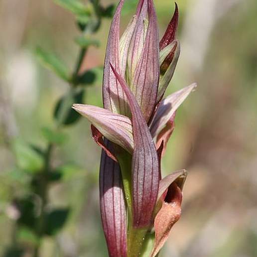 Serapias Occultata Albiflora