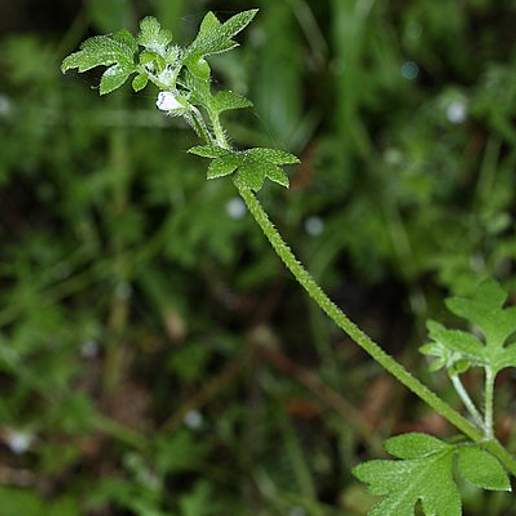 Small Flowered Baby Blue Eyes
