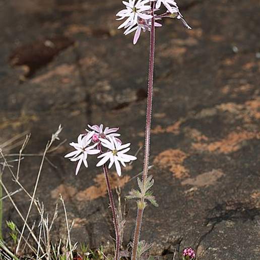 Small Flowered Woodland Star