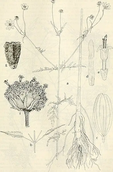 Smallfruit Beggarticks