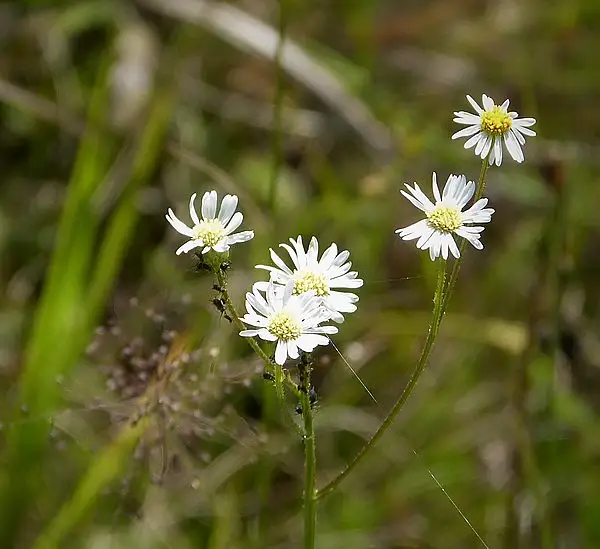 Smallhead Doll's Daisy