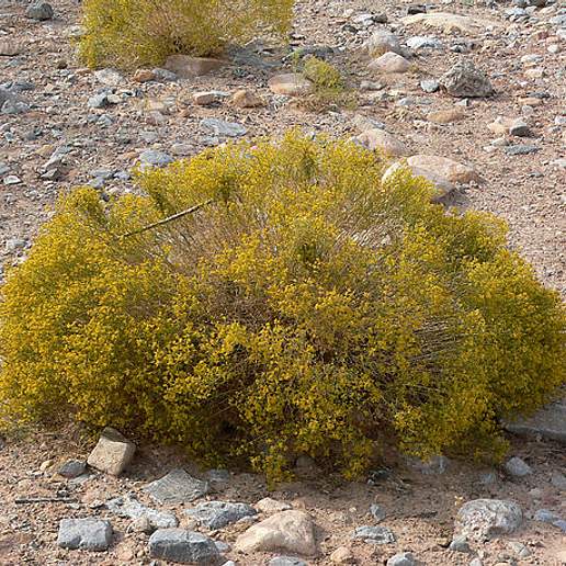 Small Head Matchbrush