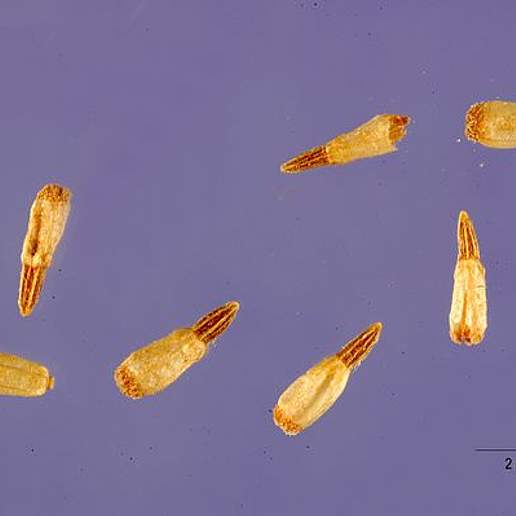 Smallhead Sneezeweed