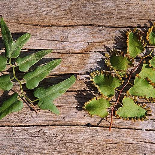 Climbing Maidenhair Fern