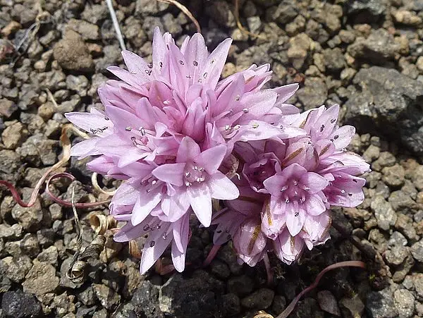 Small Onion