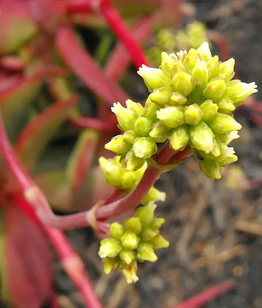 Red Carpet Stonewort