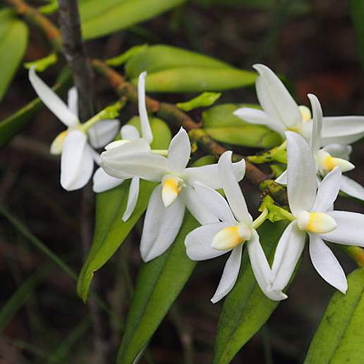 Small Shoe Carrying Thrixspermum