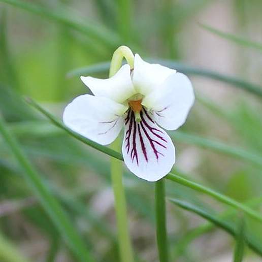 Western Sweet White Violet
