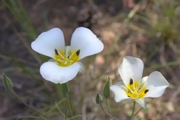 Leichtlin's Mariposa Lily