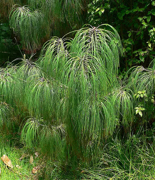 Smoothbark Mexican Pine