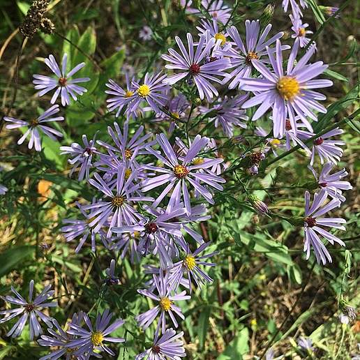 Glaucous Michaelmas Daisy