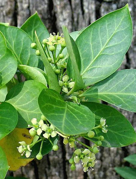 Spreading Euonymus
