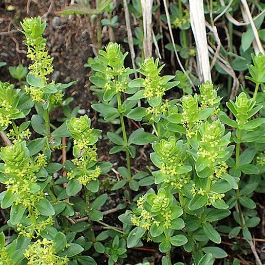 Smooth Crosswort