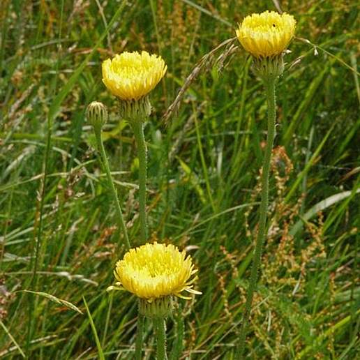 Smooth Golden Fleece