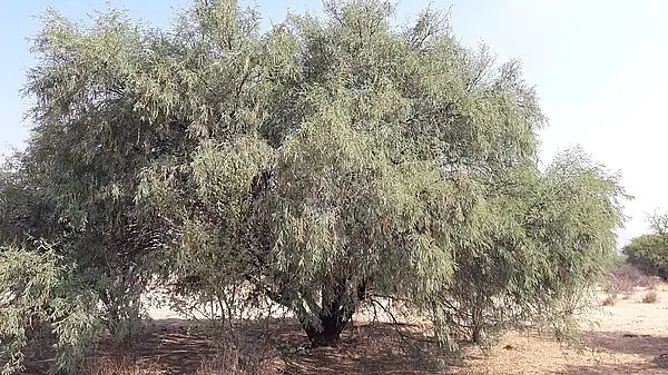 Smooth Mesquite