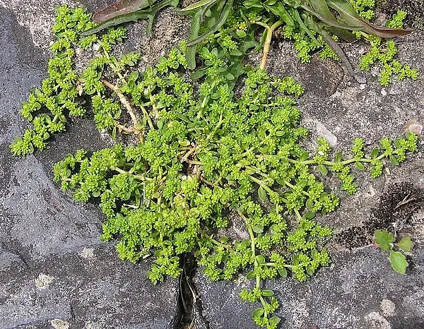 Herniary Breastwort