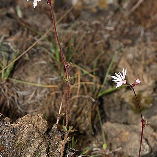 Bulbous Prairie Star