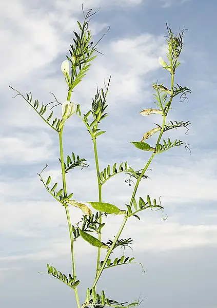 Yellow Vetch