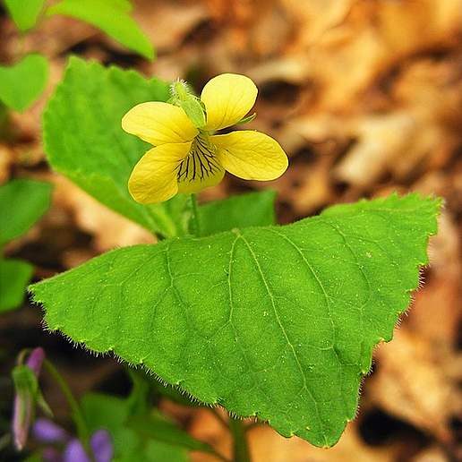 Yellow Forest Violet
