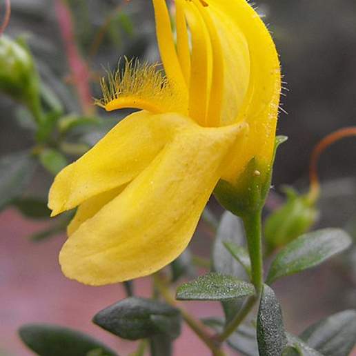 Snapdragon Penstemon