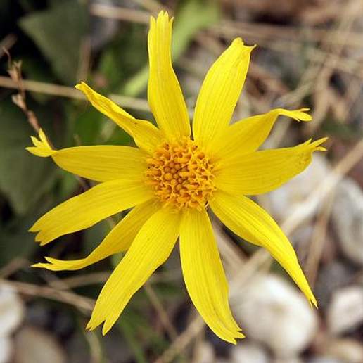 Snow Arnica
