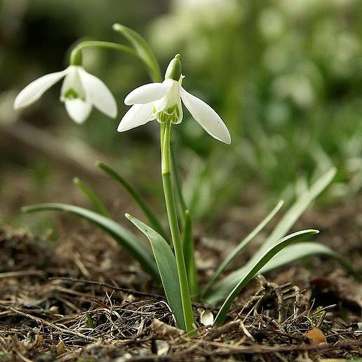 Common Snowdrop