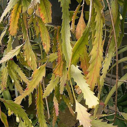 Bolivian Leafy Cactus