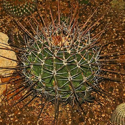 Emory's Barrel Cactus