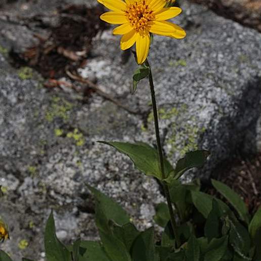 Cordilleran Arnica