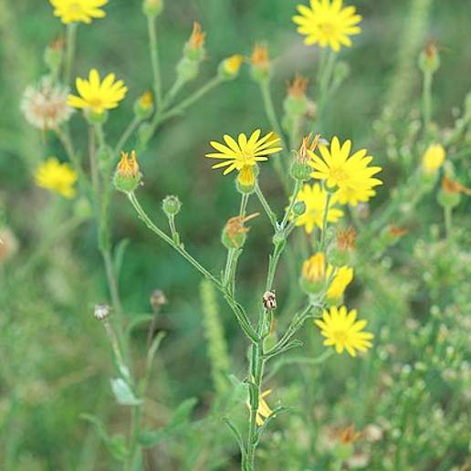 Soft Goldenaster