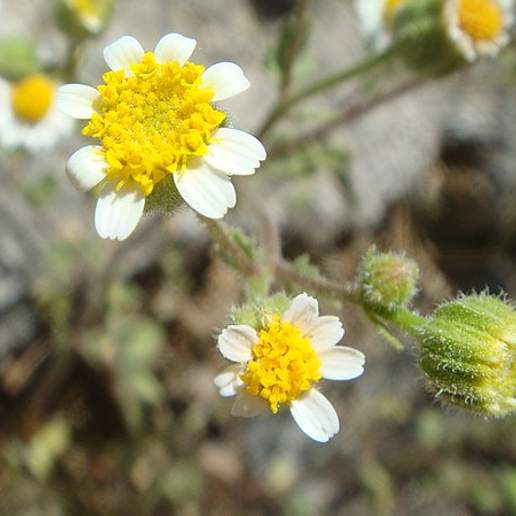 Emory's Rock Daisy