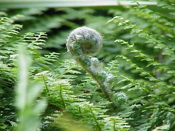 Soft Shield Fern