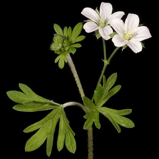Austral Crane's Bill