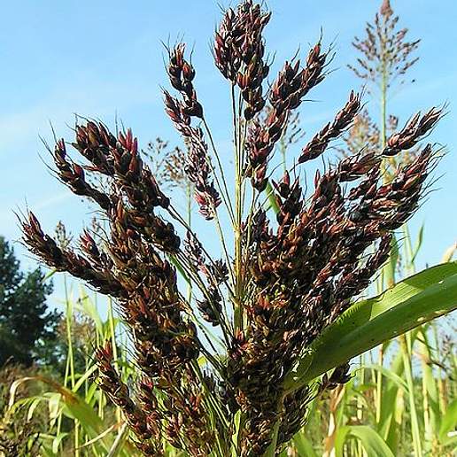 Sorghum