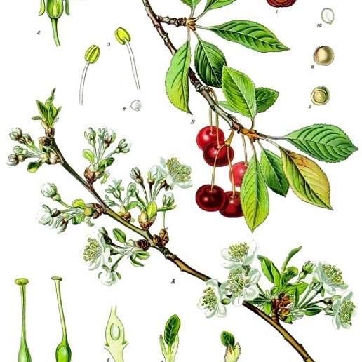 Morello Cherry