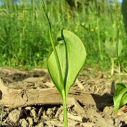 English Adder's Tongue