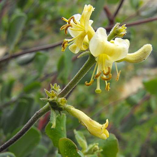 Southern Honeysuckle