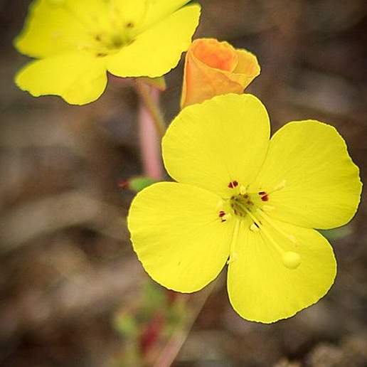Oenothera Veitchiana
