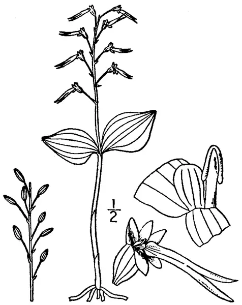 Listera Australis