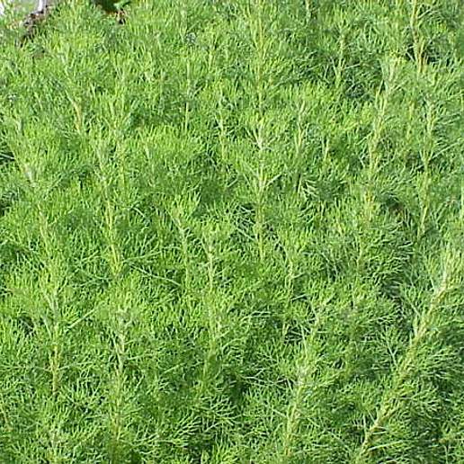 Southern Wormwood