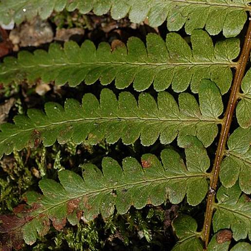 Southern Woodfern