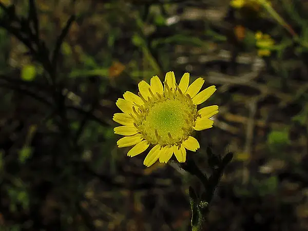 Spanish False Fleabane
