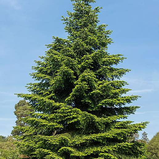 Hedgehog Fir