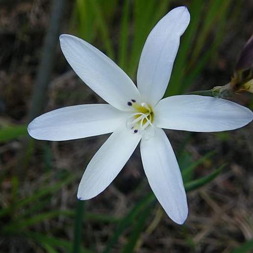 Plain Harlequin Flower