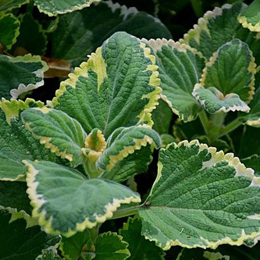 Speckled Spur Flower