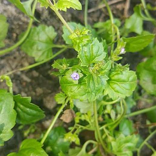 Island Speedwell