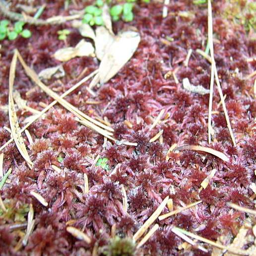 Small Red Peat Moss